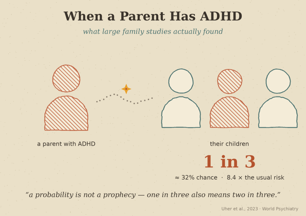Is ADHD hereditary — about a 32% chance means one in three, a probability not a prophecy